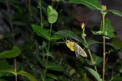 Taeniopoda varipennis