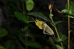 Taeniopoda varipennis