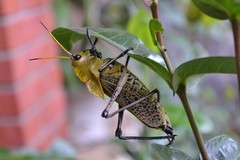 Taeniopoda varipennis