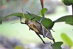 Taeniopoda varipennis