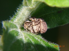 Peritelus sphaeroides