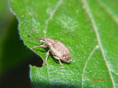 Peritelus sphaeroides