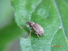 Peritelus sphaeroides