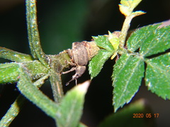 Peritelus sphaeroides