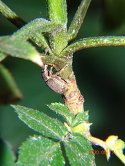 Peritelus sphaeroides