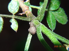 Peritelus sphaeroides