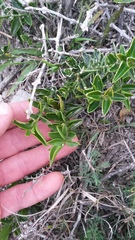 Azima tetracantha