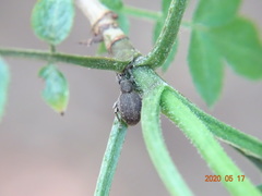 Peritelus sphaeroides