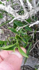 Azima tetracantha