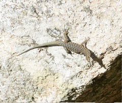 Archaeolacerta bedriagae