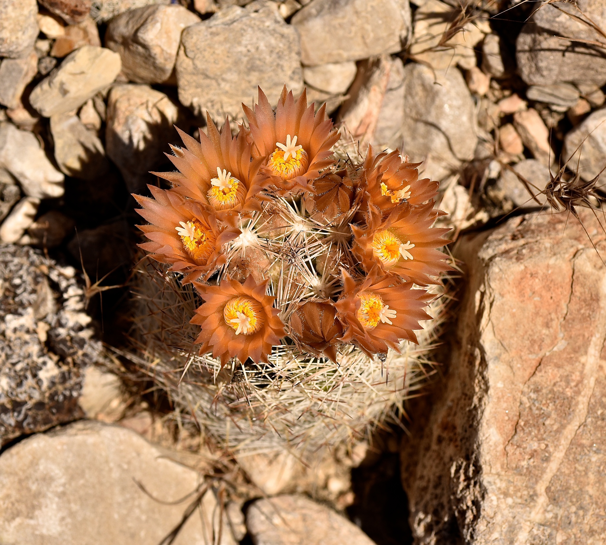 Escobaria chlorantha