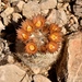 Desert Spinystar - Photo (c) lonnyholmes, some rights reserved (CC BY-NC), uploaded by lonnyholmes