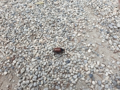 Phyllopertha horticola