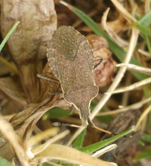 Enoplops disciger