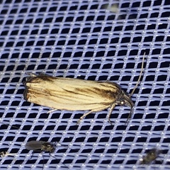 Eucosma umbrastriana