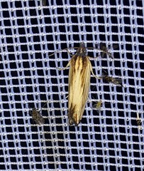 Eucosma umbrastriana