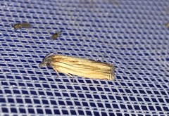 Eucosma umbrastriana