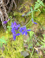 Delphinium patens