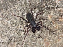Thelyphonus sepiaris