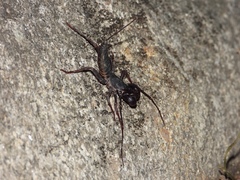 Thelyphonus sepiaris