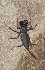 Thelyphonus sepiaris
