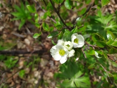 Anemonastrum crinitum