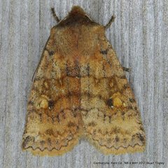 Eupsilia tristigmata