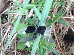 Neurothemis tullia