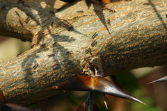 Pseudomyrmex veneficus