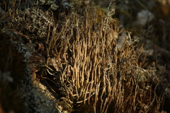 Cladonia cornuta cornuta