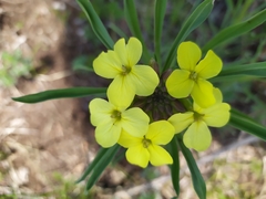 Erysimum flavum