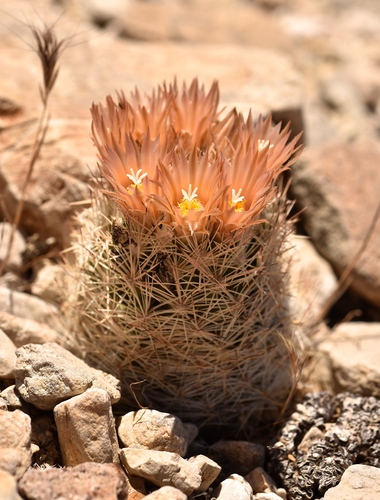 Desert Spinystar