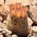 Desert Pincushion - Photo (c) lonnyholmes, some rights reserved (CC BY-NC), uploaded by lonnyholmes