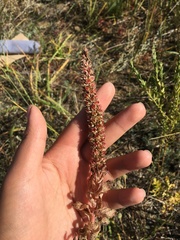 Orostachys malacophylla