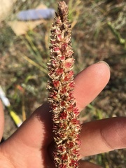 Orostachys malacophylla