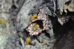 Tetragona ziegleri