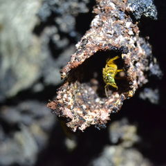 Tetragona ziegleri