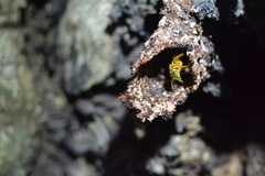 Tetragona ziegleri