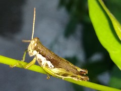 Pseudoxya