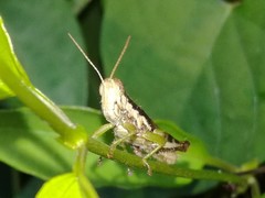 Pseudoxya