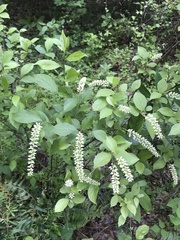 Itea