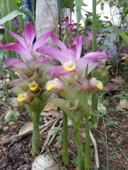 Curcuma aromatica