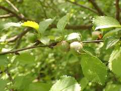 Prunus triloba