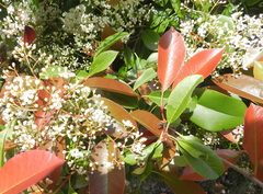 Photinia × fraseri