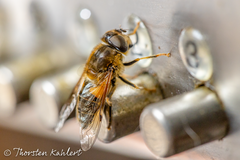 Eristalis pertinax