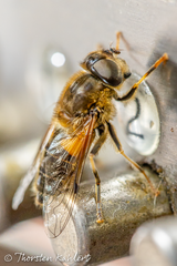 Eristalis pertinax