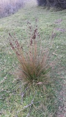 Juncus kraussii