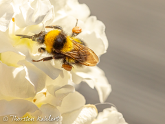 Bombus hortorum