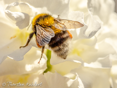 Bombus hortorum