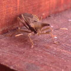 Anasa lunicollis